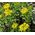 Sedum Goldilocks Stonecrop Seeds - Sedum Selskianumis 2