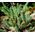 Sedum Mountain Stonecrop Seeds - Sedum Montanum 2