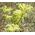 Sedum Pale Stonecrop Seeds - Sedum Sediforme