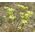 Sedum Pale Stonecrop Seeds - Sedum Sediforme 2
