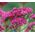 Sedum Stonecrop Pink Beacon Seeds - Hylotelephium Ussuriense