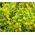 Sedum Tasteless Stonecrop Seeds - Sedum Sexangulare