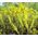 Sedum Tasteless Stonecrop Seeds - Sedum Sexangulare 3