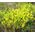 Sedum Tasteless Stonecrop Seeds - Sedum Sexangulare 2