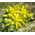 Sedum Ulleungdo Island Stonecrop Seeds - Sedum Takesimense