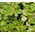 Sedum Ulleungdo Island Stonecrop Seeds - Sedum Takesimense 2