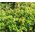 Sedum Oktoberfest Stonecrop Seeds - Sedum Acre 2