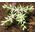 Sedum Woodland Stonecrop Seeds - Sedum Ternatum