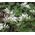 Sedum White Stonecrop Seeds - Sedum Album 2