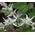 Sedum White Stonecrop Seeds - Sedum Album 3