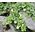 Snapdragon Creeping Seeds - Asarina Procumbens 3
