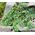 Snapdragon Creeping Seeds - Asarina Procumbens 2