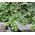 Snapdragon Creeping Seeds - Asarina Procumbens 1