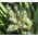 Astelia Shore Seeds - Astelia Banksii