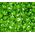 Woodruff Sweet Seeds - Galium Odoratum