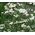 Yarrow Pearl Seeds - Achillea Ptarmica 2