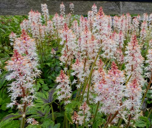 Foamflower Seeds - Tiarella Wherryi 2