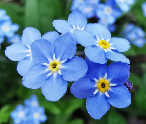 Forget Me Not Bulk Seeds - Myosotis Sylvatica