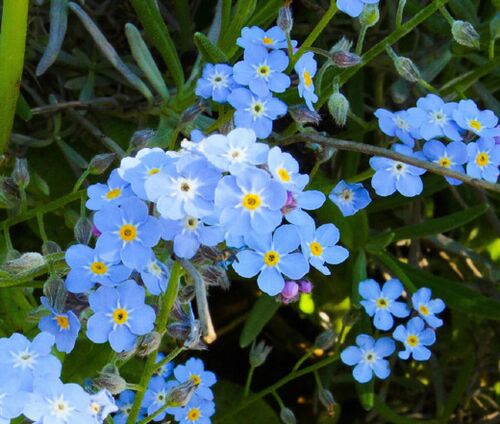 Forget Me Not Bulk Seeds - Myosotis Sylvatica 2