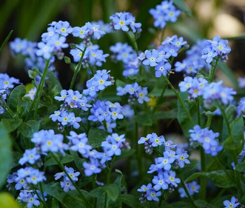 Forget Me Not Bulk Seeds - Myosotis Sylvatica 3