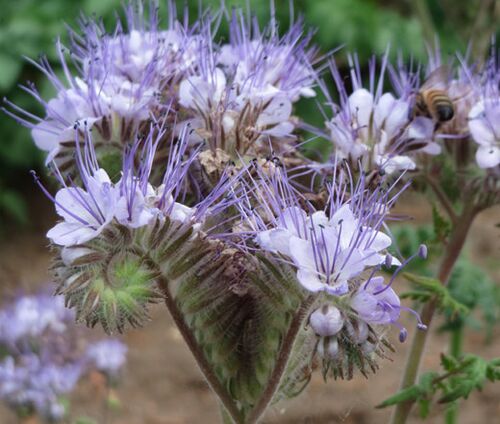 Lacy Phacelia Seeds - Phacelia Tanacetifolia