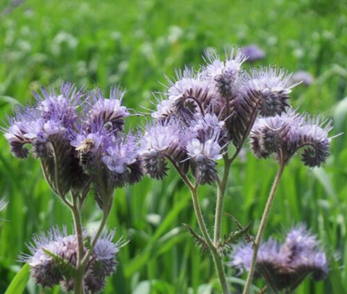Lacy Phacelia Seeds - Phacelia Tanacetifolia 2