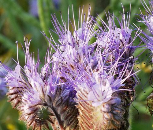 Lacy Phacelia Seeds - Phacelia Tanacetifolia 3