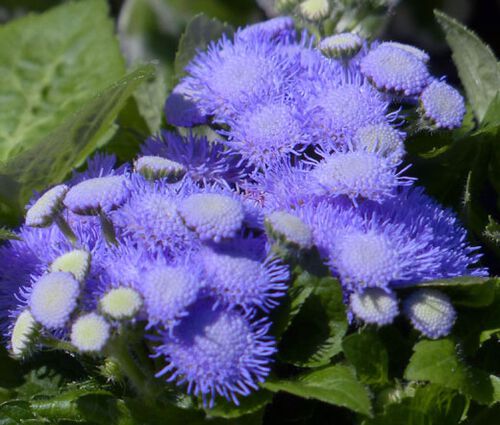 Ageratum Seeds - Blue Mink Ageratum Houstonianum Seeds