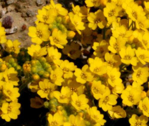 Alyssum Mountain Gold Seeds - Alyssum Montanum