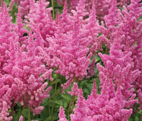 Astilbe Chinese Seeds - Astilbe Chinensis