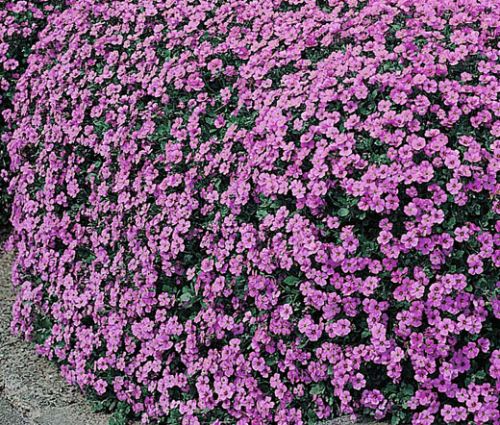 Aubrieta Rock Cress Cascade Purple Seeds - Aubrieta Hybrida Superbissima