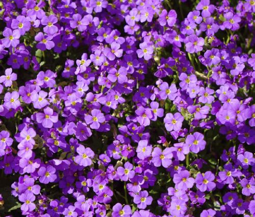 Aubrieta Aubrieta Rock Cress Purple Seeds - Aubrieta Hybrida Hendersonii