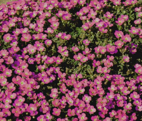 Aubrieta Rock Cress Whitewell Gem Seeds - Aubrieta Hybrida