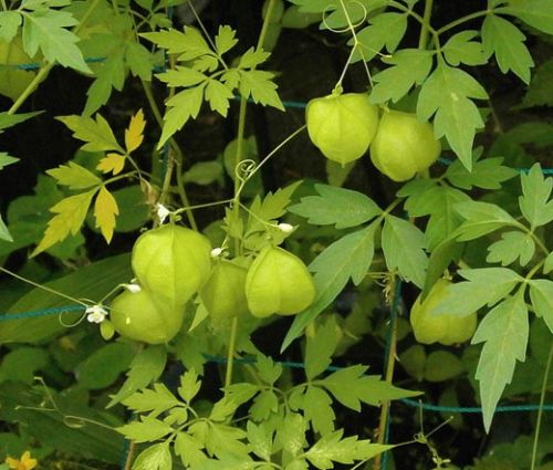 Balloon Vine Seeds - Cardiospermum Halicacabum
