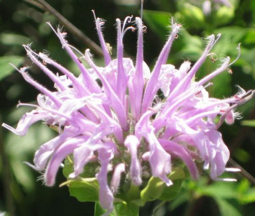 Bergamot Wild Bee Balm Seeds - Monarda Fistulosa