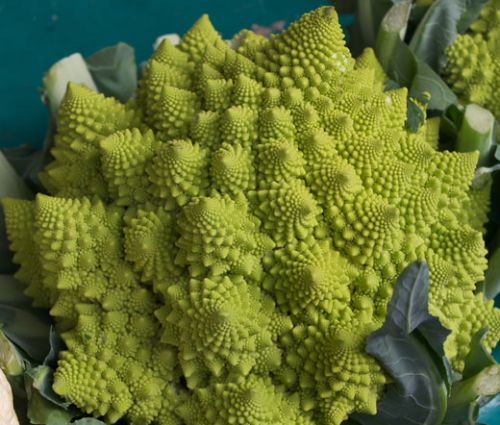 Broccoli Romanesco Seeds - Brassica Oleracea