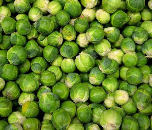 Brussels Sprouts Long Island Seeds - Brassica Oleracea