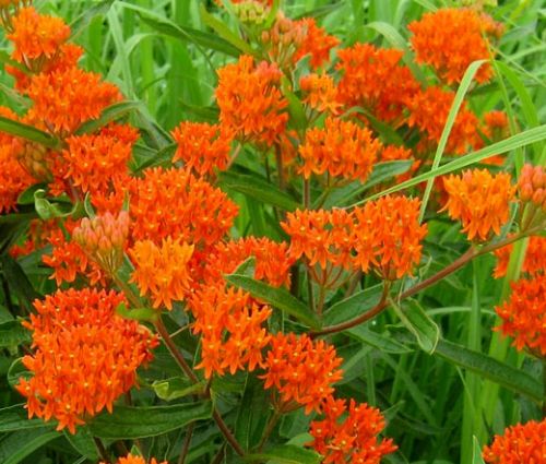 Butterfly Weed Orange Seeds - Asclepias Tuberosa
