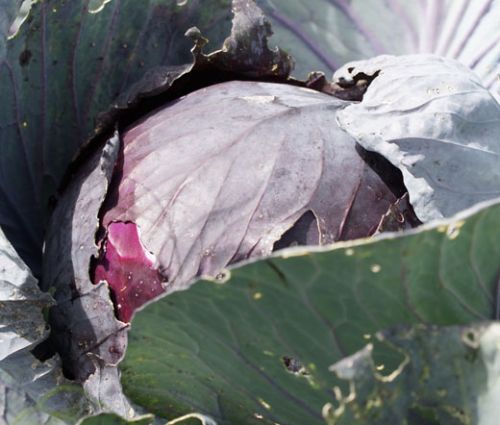 Cabbage Red Acre Seeds - Brassica Oleracea
