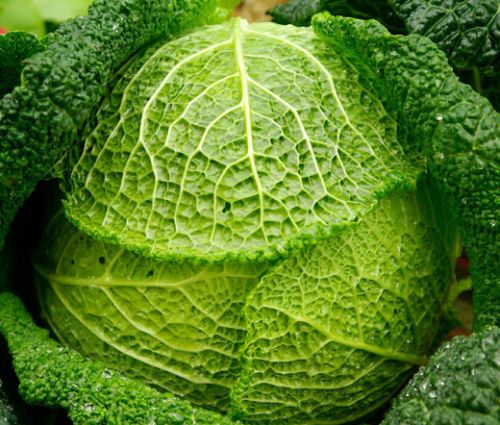 Cabbage Savoy Perfection Seeds - Brassica Oleracea
