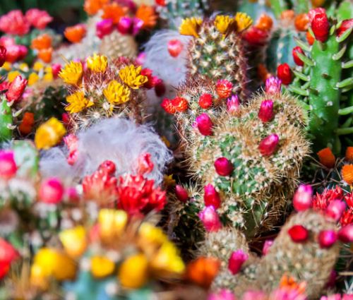 Cactus Mix Seeds - Cacti