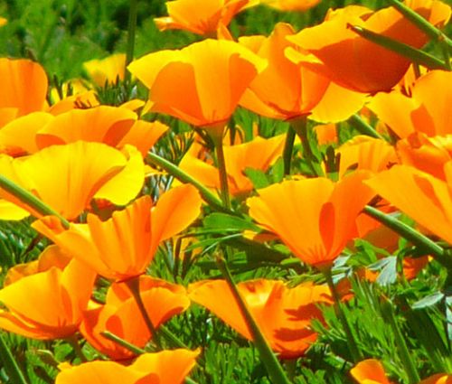 California Poppy Orange Bulk Seeds - Eschscholzia Californica