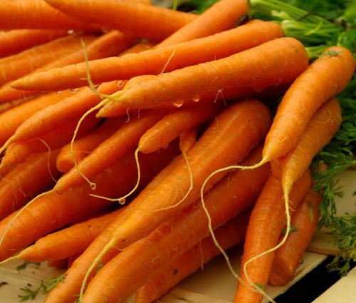 Carrot Danvers Seeds - Daucus Carota