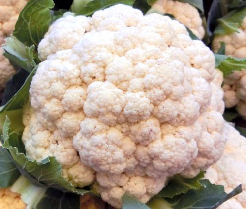 Cauliflower Snow Ball Seeds - Brassica Oleracea