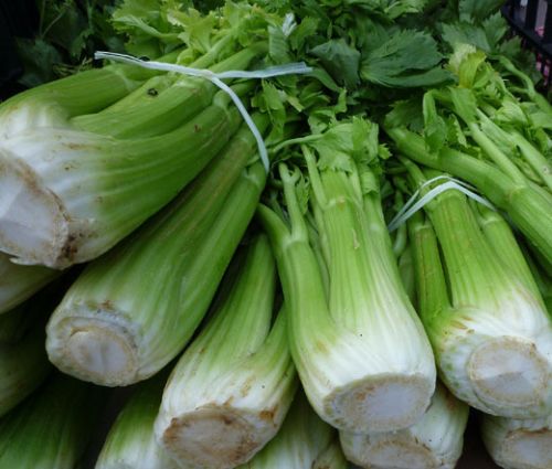 Celery Utah 52-70 Seeds - Apium Graveolens