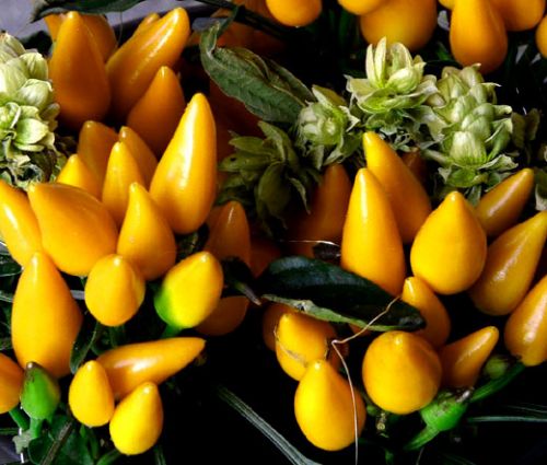 Chili Pepper Ornamental Goldfinger Seeds - Capsicum Annuum