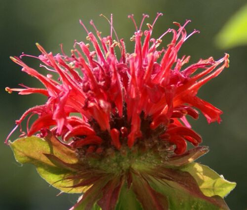 Bee Balm Scarlet Red Shades Seeds - Monarda Didyma 2