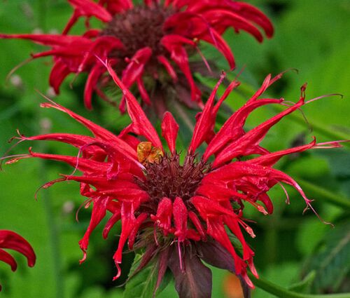 Bee Balm Scarlet Red Shades Seeds - Monarda Didyma 3