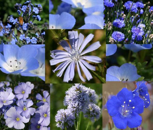 Wildflower Mix Blue Seeds