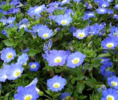 Chilean Bellflower Blue Seeds - Nolana Paradoxa